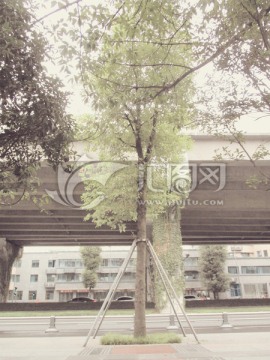 行道树