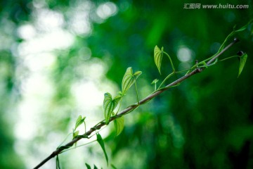 萌芽