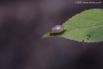 甲壳虫