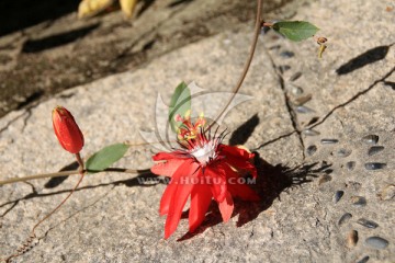红花西番莲