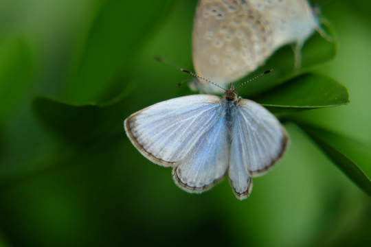 淡蓝蝴蝶