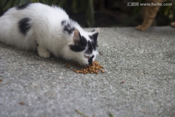 猫 动物