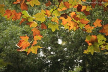 秋天的梧桐树叶