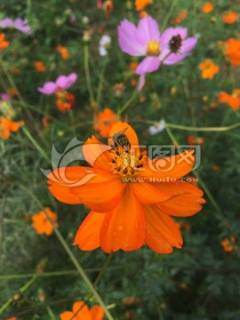 格桑花
