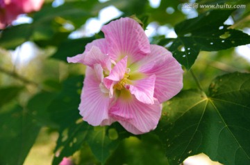 芙蓉花