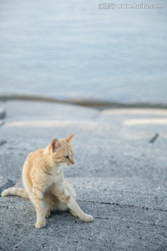 日本海边的猫咪