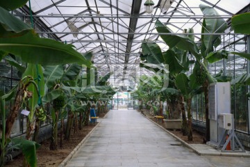 植物温室