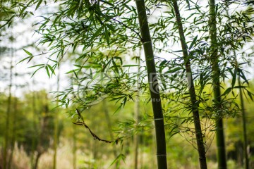 竹子 竹叶 特写