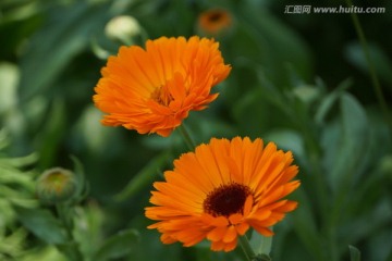 格桑花