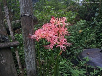彼岸花