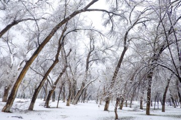 冬雪