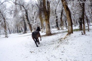 冬雪