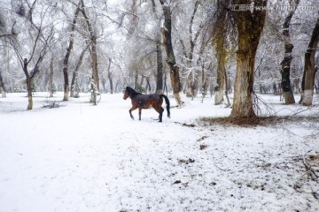 冬雪