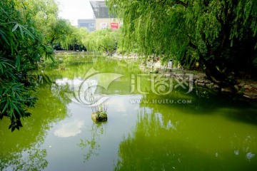 上海长风公园水禽池小景