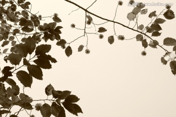复古怀旧黑白淡彩树枝树叶