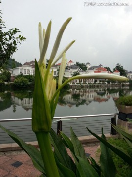 花卉