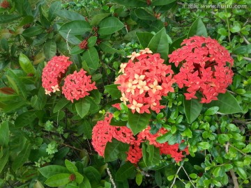 花儿