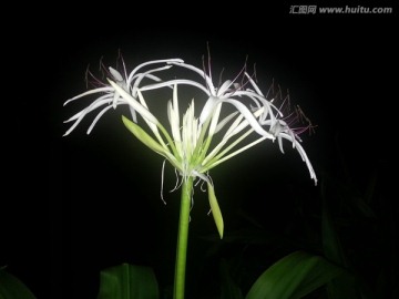 花卉