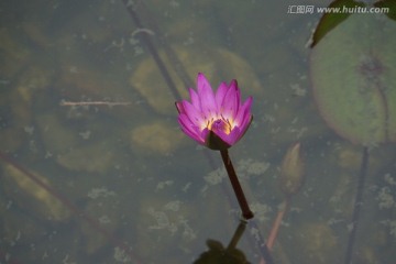 睡莲