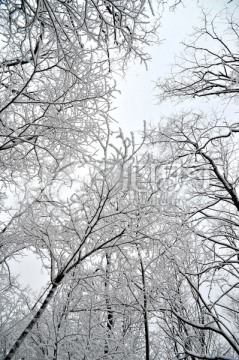 雪后的树枝