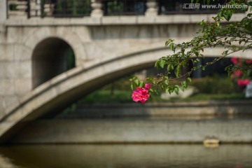 古典文化景观 石桥紫薇花