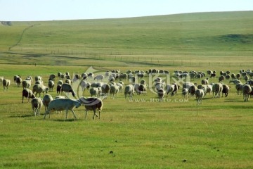 草原上打架的羊
