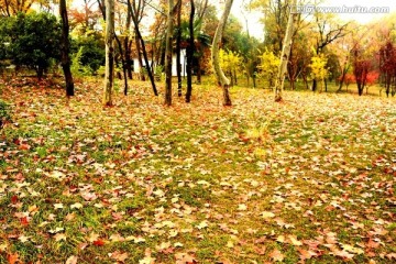 秋色 落叶