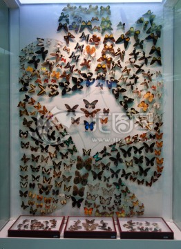 蝴蝶标本 标本 昆虫