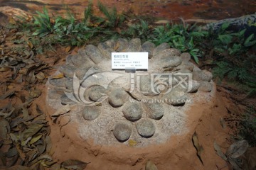 恐龙蛋化石 粗皮巨型蛋 化石
