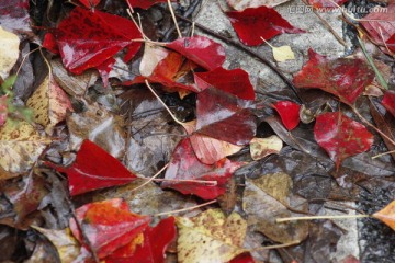 零落在地的红叶