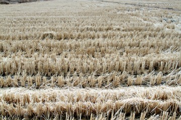 秋天的田野 水稻丰收后