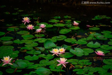 莲花池