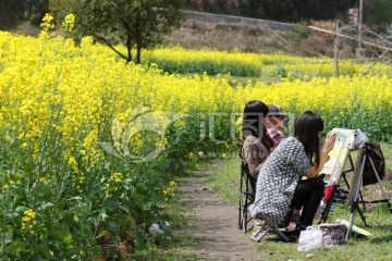 油菜花丛的写生