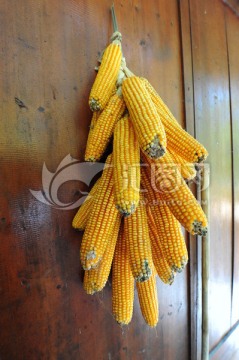 农家的玉米棒