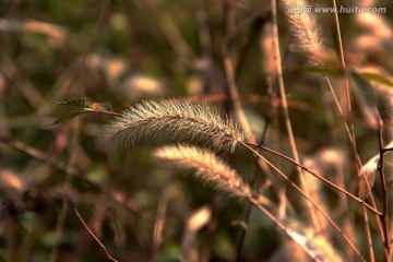 毛毛狗