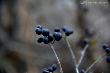 黑豆豆