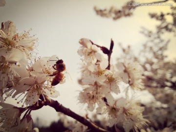 梨花蜜蜂