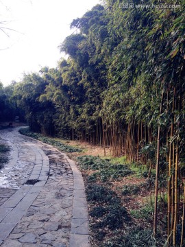 竹林