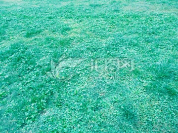 绿草背景 草地背景