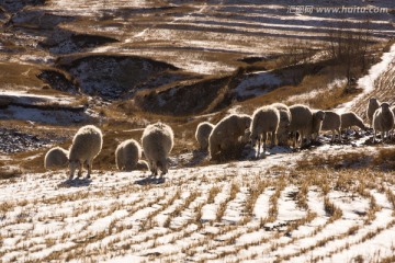 雪地田埂羊群