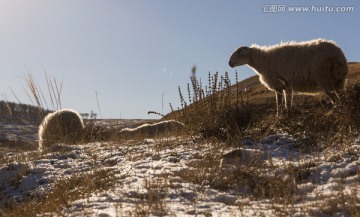 雪地绵羊