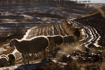 暮色中的羊群