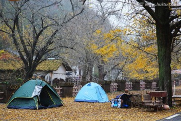 黄色的叶子 背景素材 帐篷