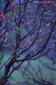 雨后的树枝