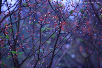 雨后的树枝