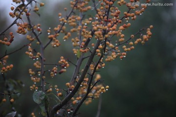 雨后的野果树