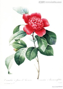 高清手绘花卉植物油画无框画