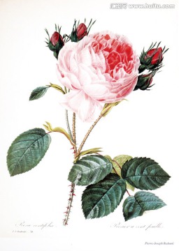 欧式手绘花卉