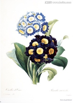 欧式手绘花卉