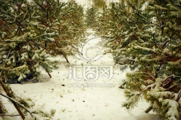 雪景